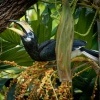 Zoborozec belolici - Anthracoceros albirostris - Oriental Pied-Hornbill o2097